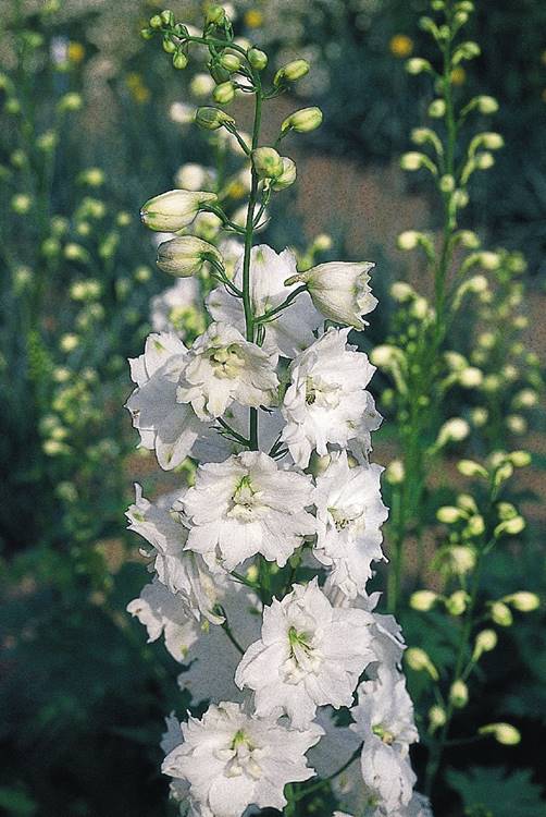 DELPHINIUM GIGANTE PACIFIC BIANCO NR.1000